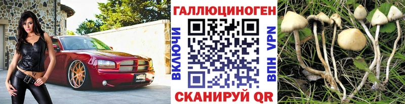 как найти закладки Дубовка MEGA зеркало Галлюциногенные грибы Cubensis